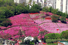철쭉동산